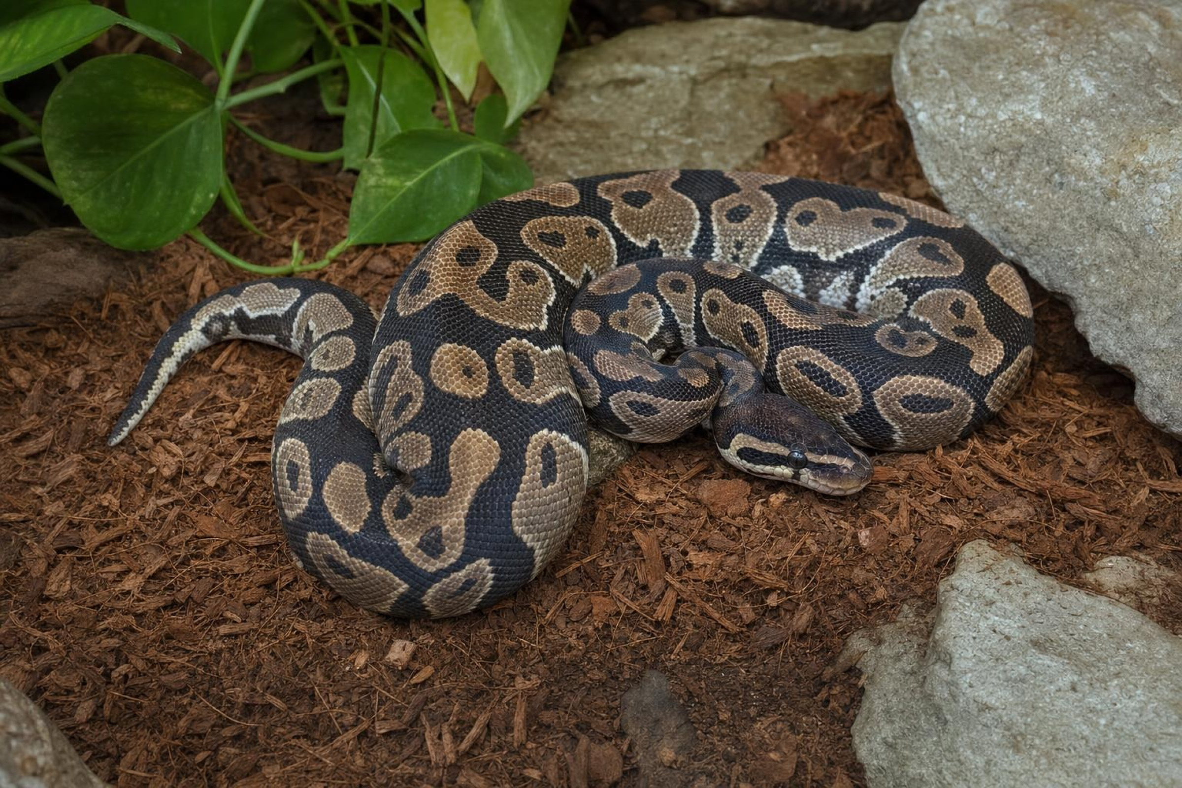 Königspython „Desert Ghost“, Python regius