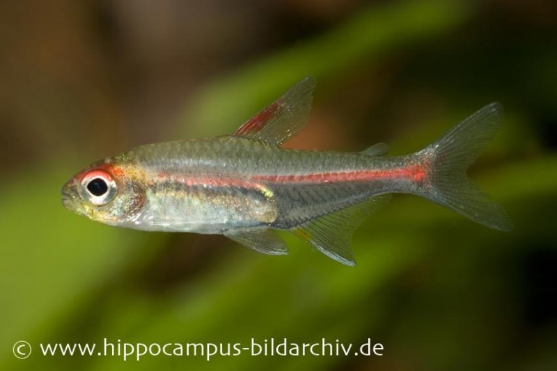 Glühlichtsalmler, Hemigrammus erythrozonus