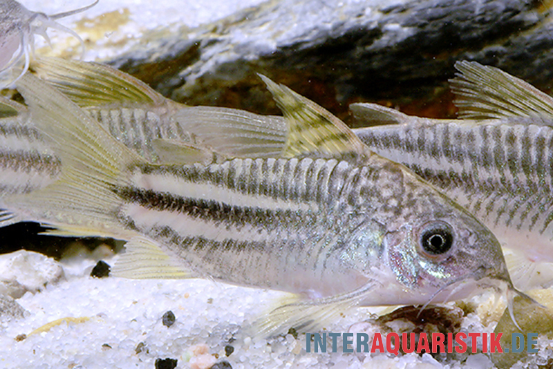 "Yellow Cat"-Panzerwels, Corydoras sp. "Yellow Cat" C123