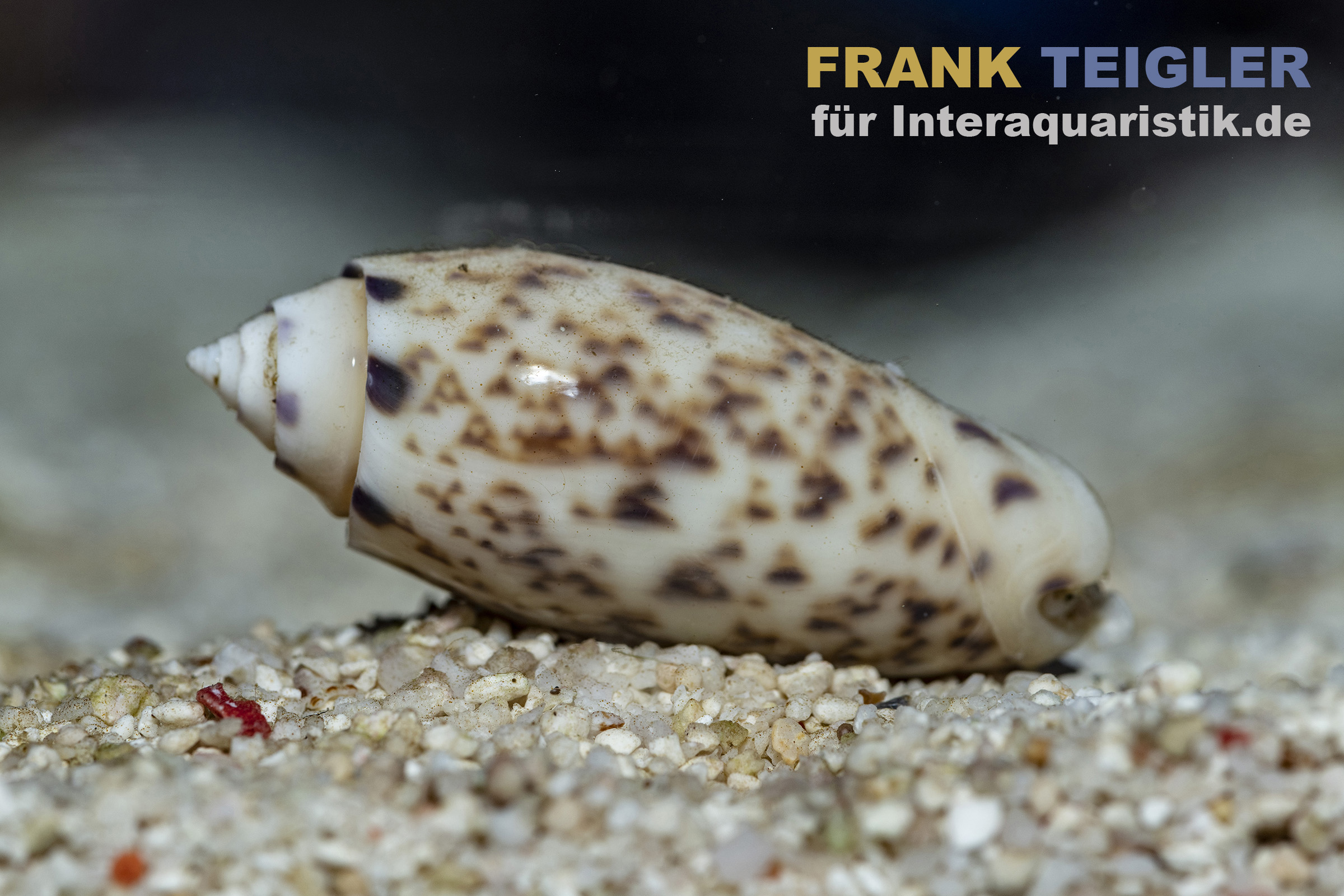 Nahaufnahme einer Olivenschnecke (Oliva sayana) auf Sandboden mit beige-brauner Musterung; geeignet für Meerwasseraquarien. Produktinfo: Olivenschnecke, wissenschaftlich Oliva sayana. Hersteller: Meerwasser @Interaquaristik.