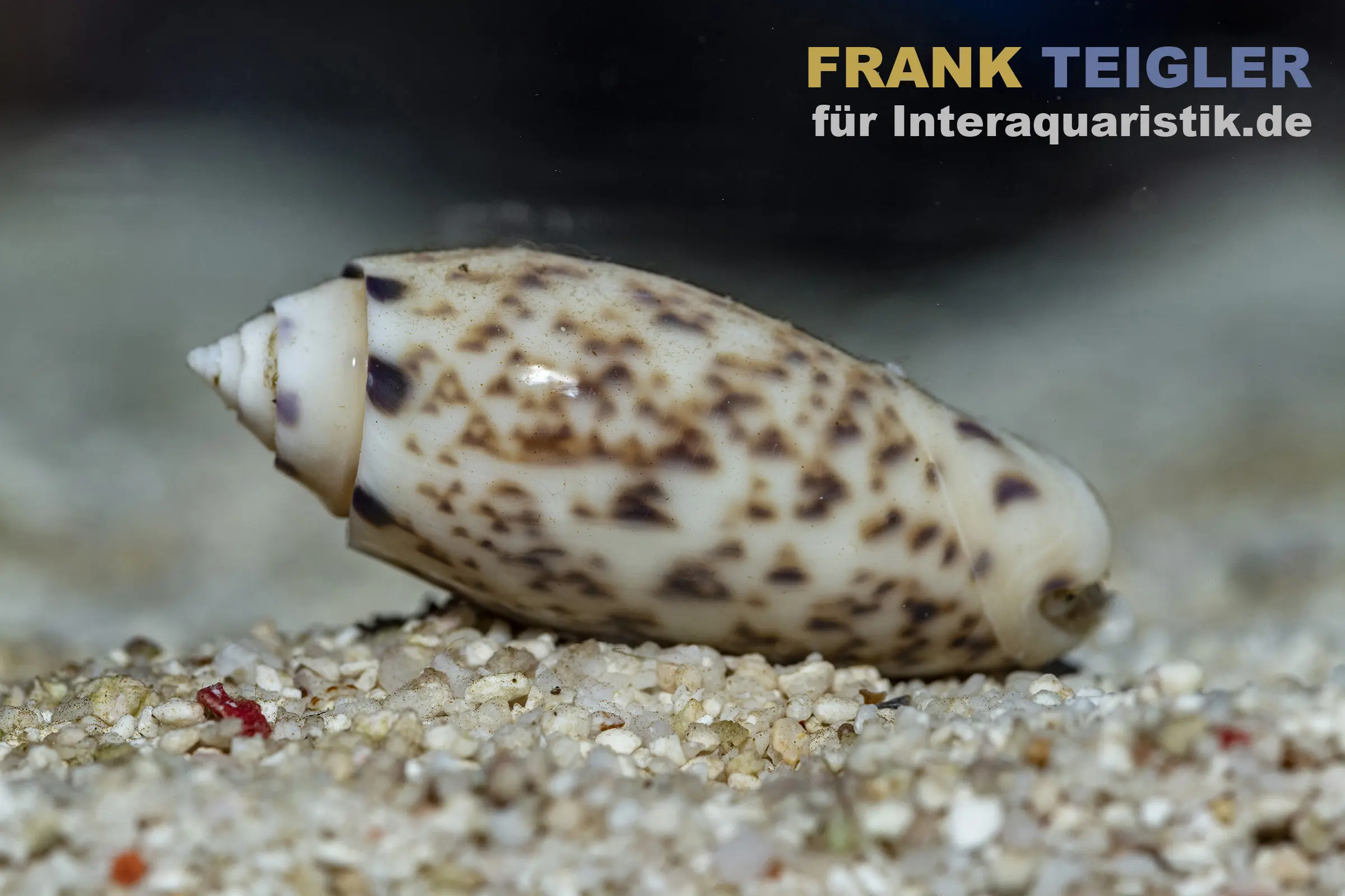 Nahaufnahme einer Olivenschnecke (Oliva sayana) auf Sandboden mit beige-brauner Musterung; geeignet für Meerwasseraquarien. Produktinfo: Olivenschnecke, wissenschaftlich Oliva sayana. Hersteller: Meerwasser @Interaquaristik.