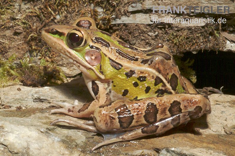 Leopardfrosch, Rana pipiens