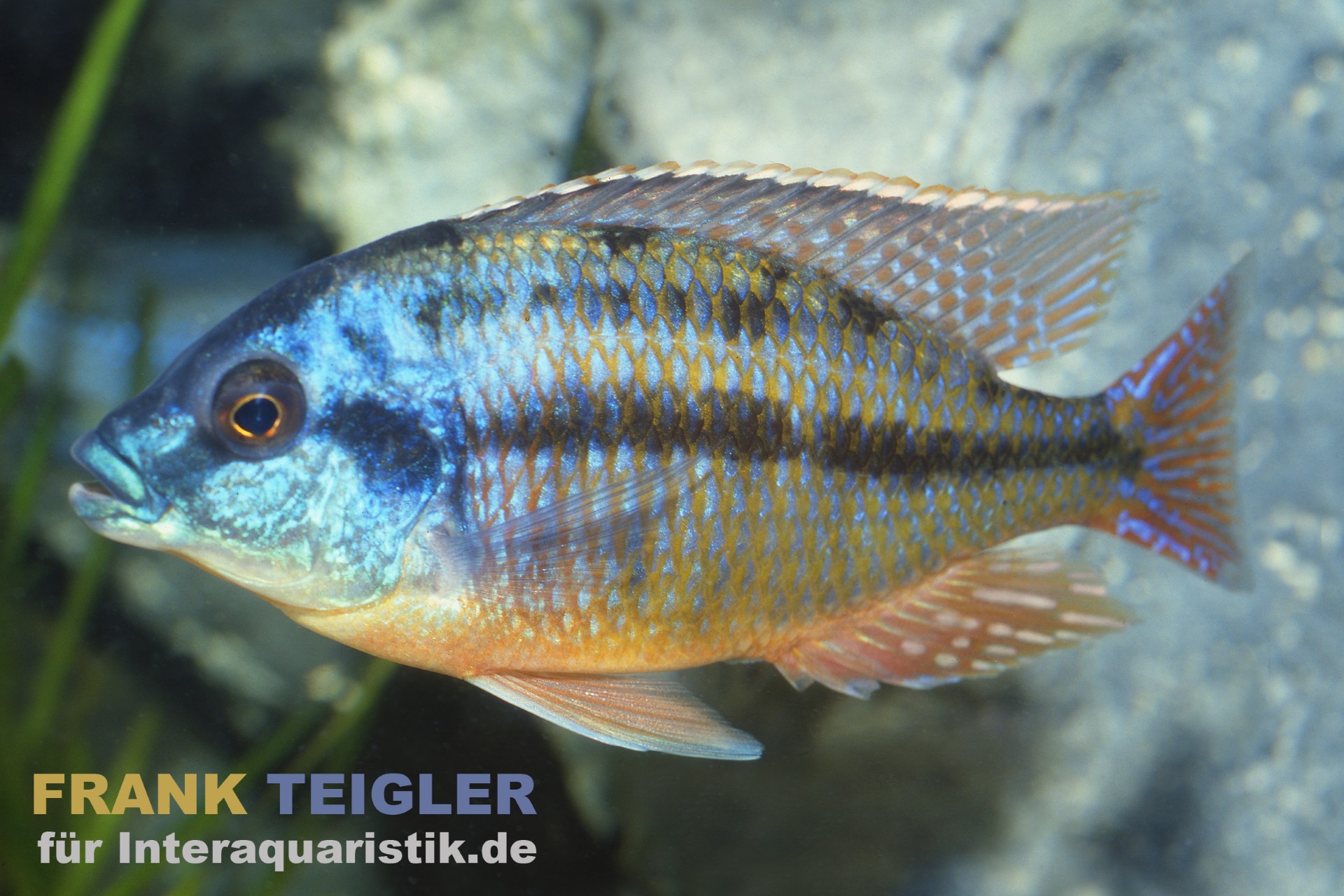 Protomelas taeniolatus boadzulu "Red Empress"