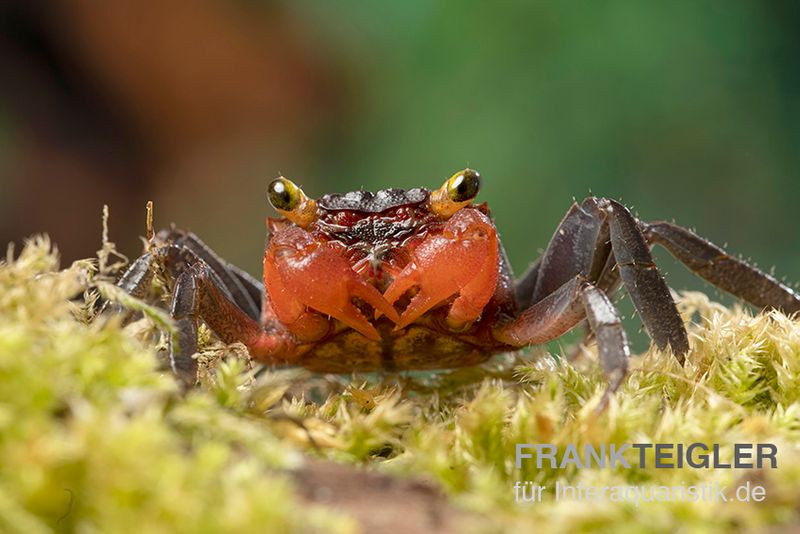 Banyumas-Vampirkrabbe, Geosesarma noduliferum, Paar (1 Männchen + 1 Weibchen)