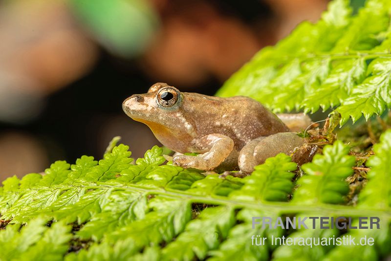 Nördlicher Kricketfrosch, Acris crepitans