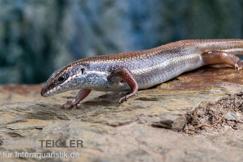 Fünfstreifenskink, Trachylepis quinquetaeniata, gemischt