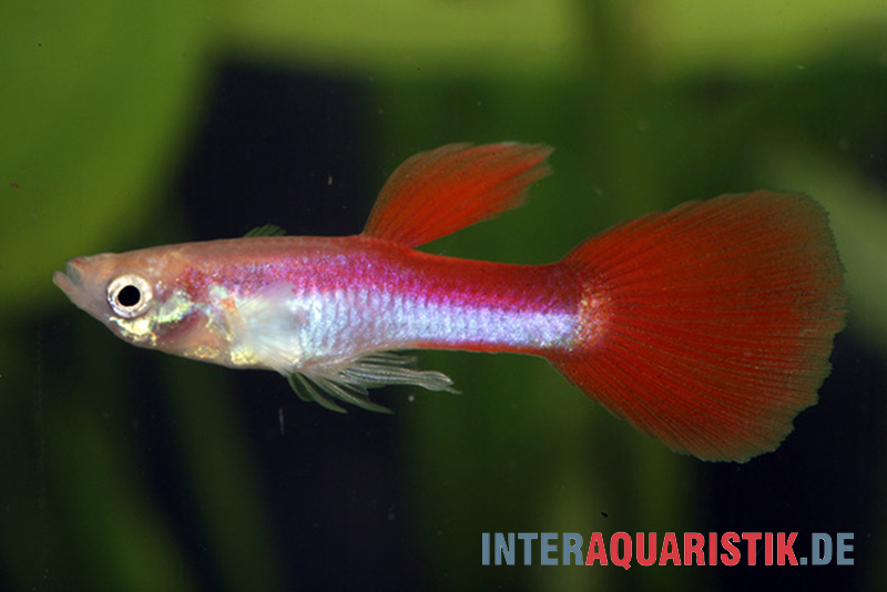 Guppy Rainbow Metallic, Poecilia reticulata, Männchen