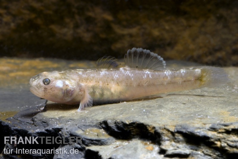 Australische Wüstengrundel, Chlamydogobius eremius