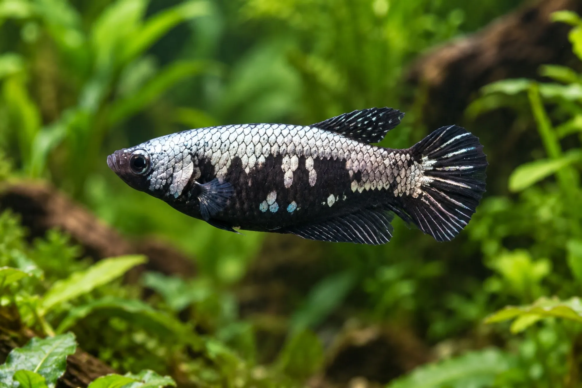 Black Samurai Plakat-Kampffisch, Weibchen, Betta splendens