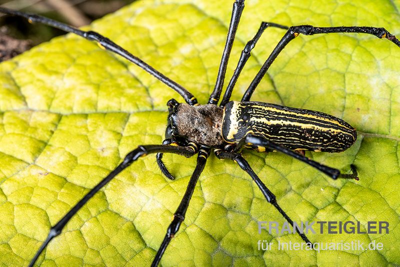 Riesenradnetzspinne, Nephila maculata