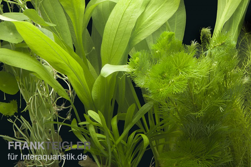 Aquarienpflanzen-Sortiment "Amazonas" für 60 cm Aquarium, Aquarienpflanzen-Set