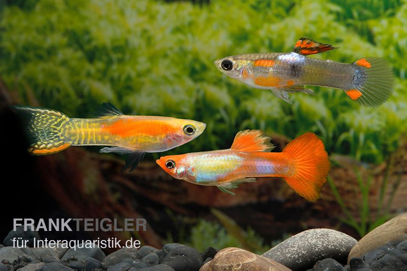 Endler-Guppy Männchen Farbmix, Poecilia wingei