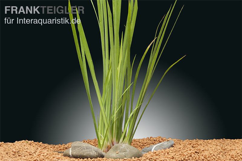 Zwergkalmus, Acorus gramineus var. pusillus, online kaufen