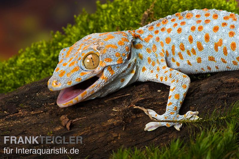 Tokeh, Gekko gecko