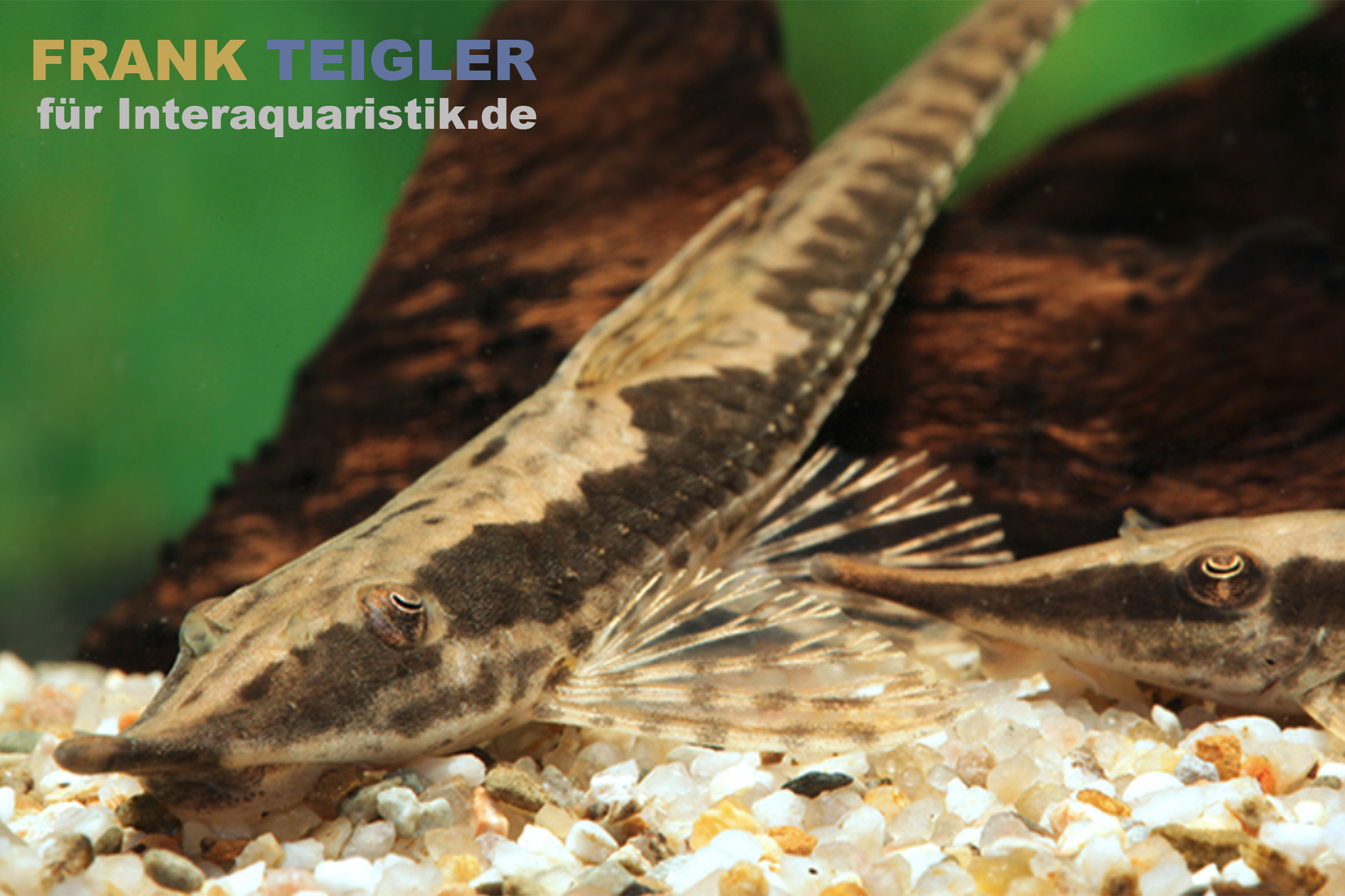 Ghazzi-Störwels, Sturisoma cf. ghazziae, 10-12 cm