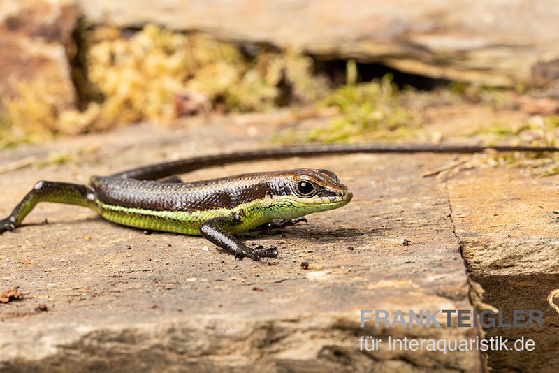 Afrika-Skink, Trachylepis polytropis