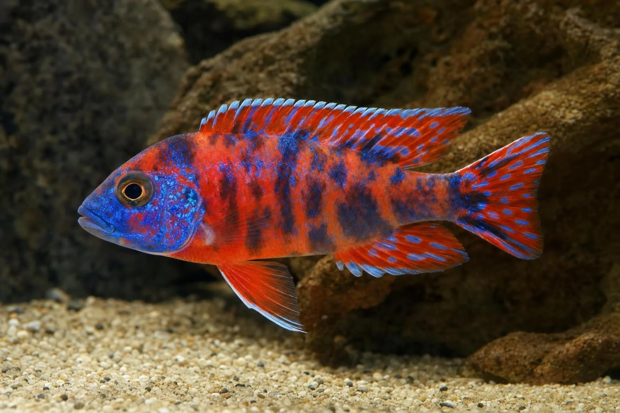 Kaiserbuntbarsch „Fire Red Calico“, Aulonocara sp., ca. 5,0-6,0 cm