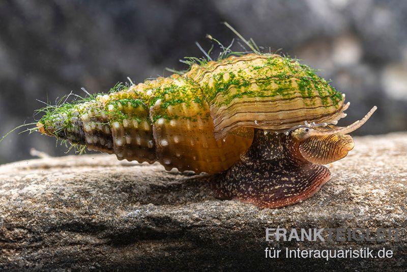 Genoppte Turmdeckelschnecke, Tarebia granifera