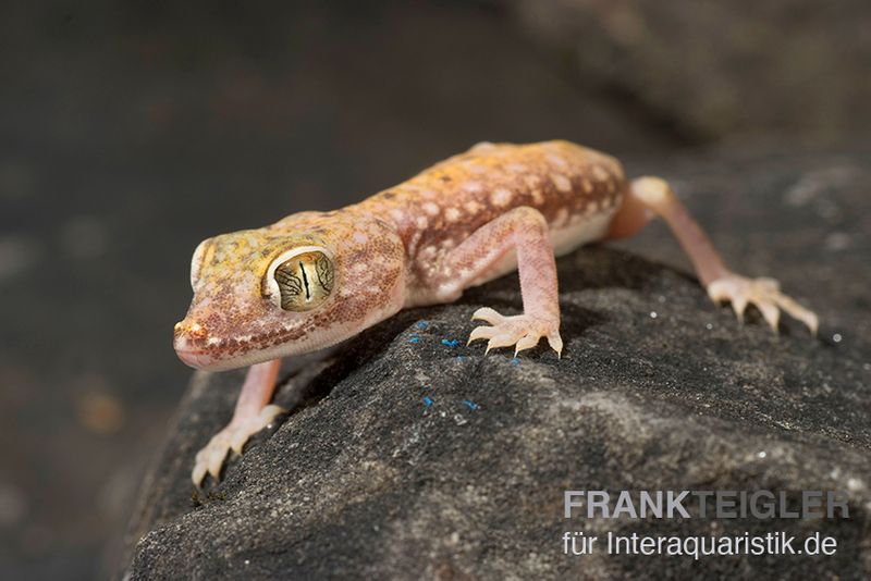 Nordafrikanischer Dünnfingergecko, Stenodactylus petrii