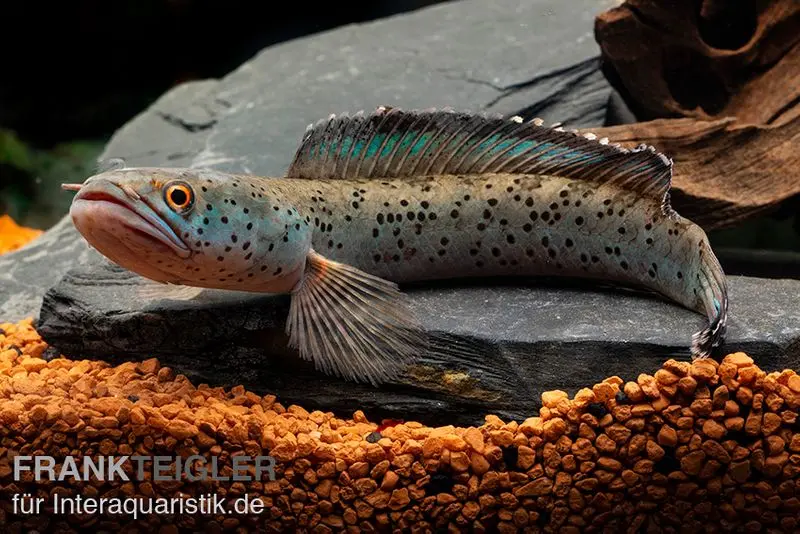 True Blue Schlangenkopf, Channa bipuli „True Blue Snakehead“