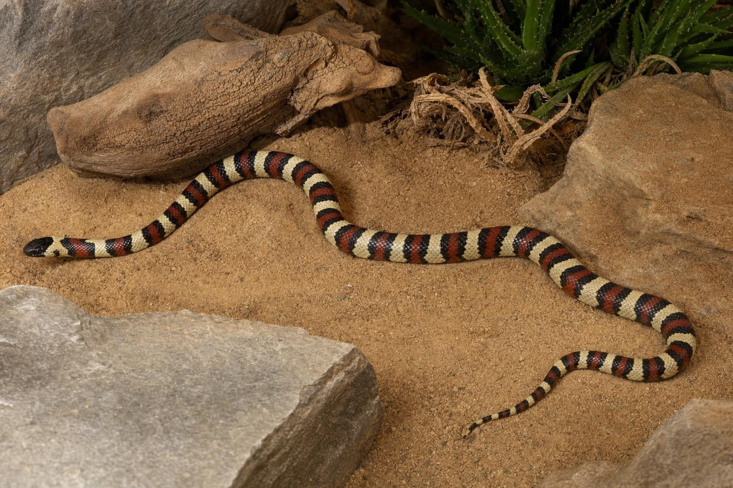 Nuevo-León-Königsnatter, Lampropeltis leonis