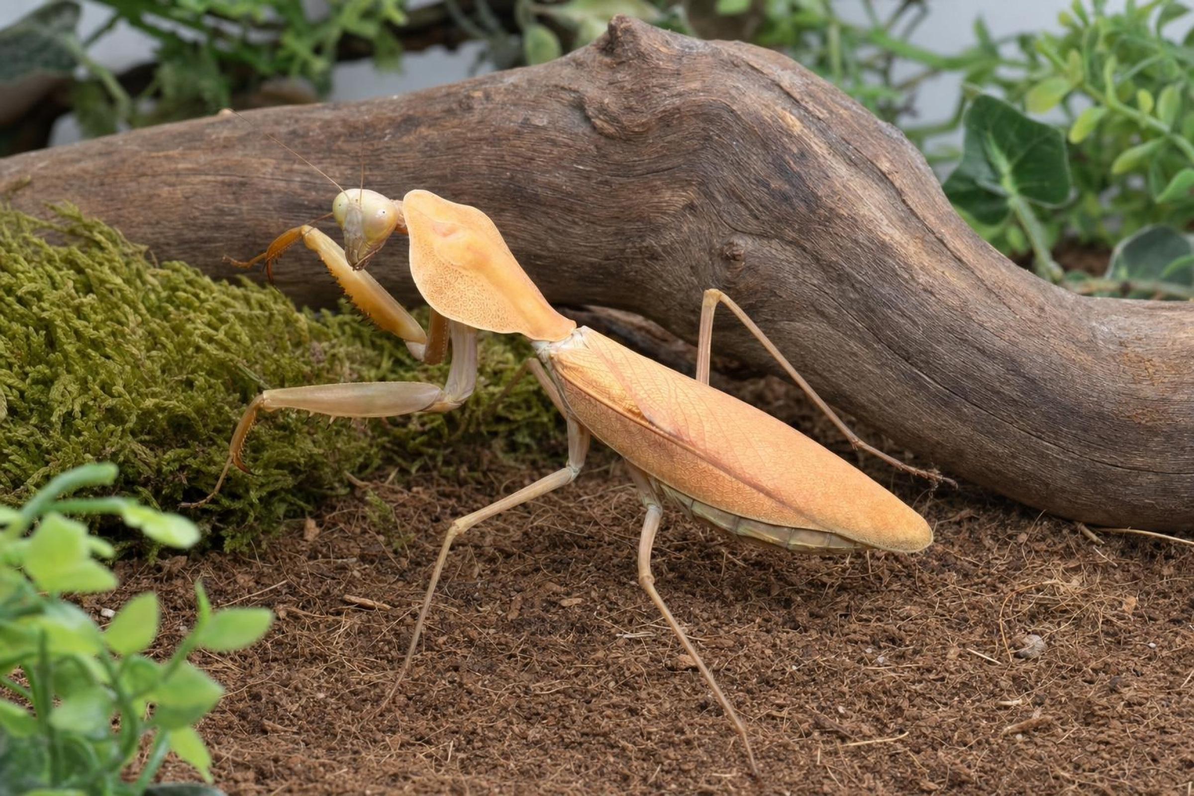 Timor-Schildmantis, Rhombodera kirbyi