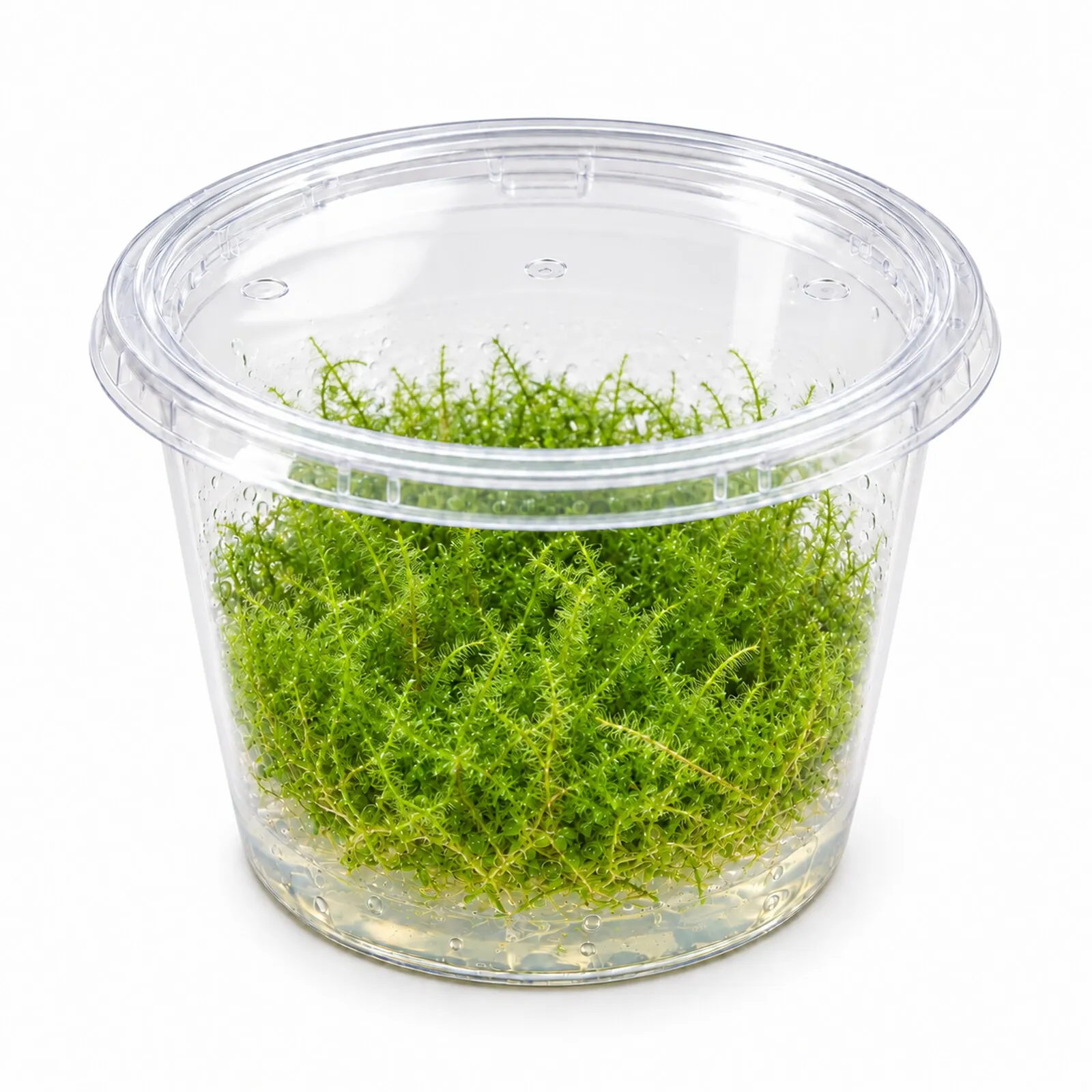 Kriechendes Stumpfdeckelmoos, Amblystegium serpens, In Vitro