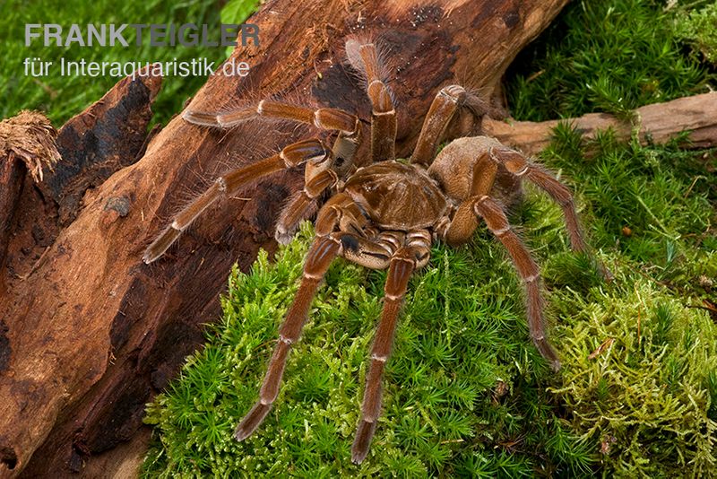 Goliath-Vogelspinne, Theraphosa stirmi