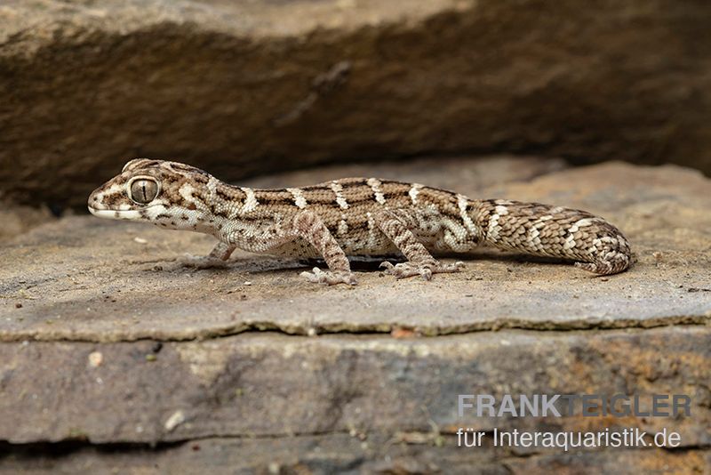 Rübenschwanz-Viperngecko, Hemidactylus imbricatus DNZ