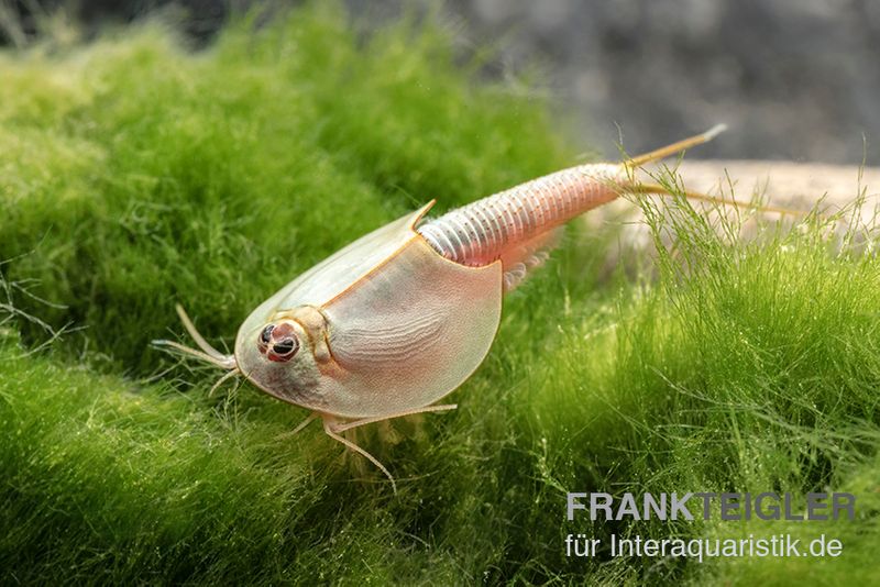 Triops longicaudatus, Set mit 50 Eier