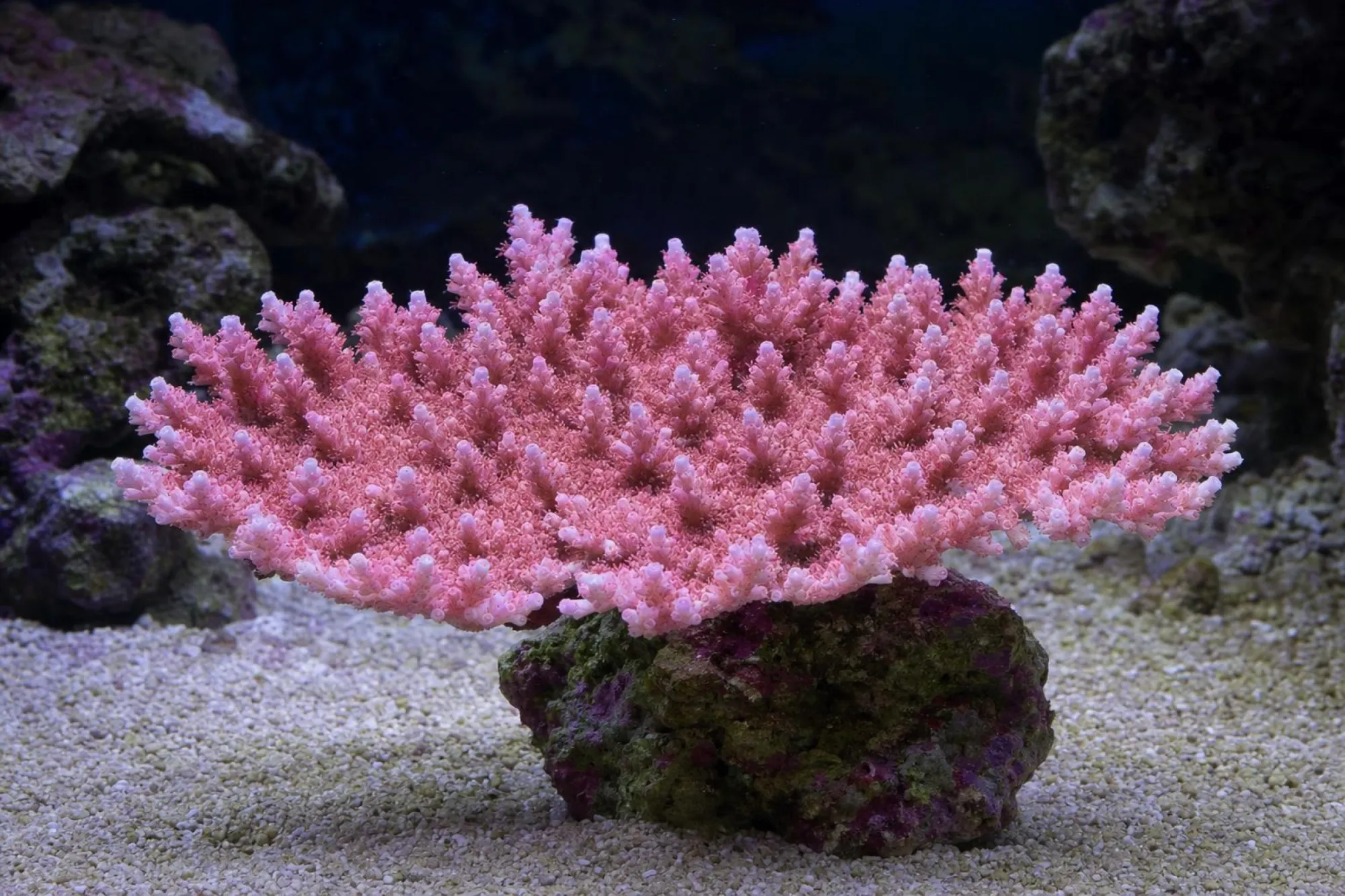 Tischkoralle „Pink“ (Nachzucht), Acropora hyacinthus, Größe S–M