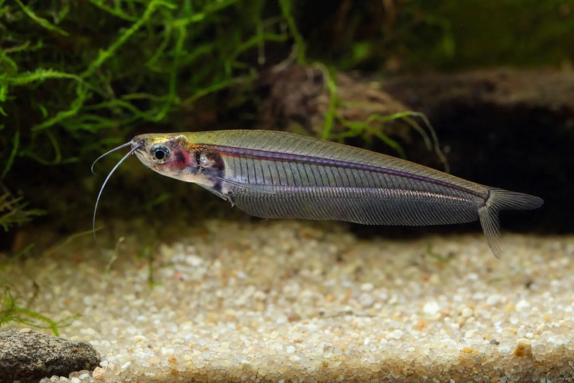 Kleiner Glaswels, Kryptopterus minor
