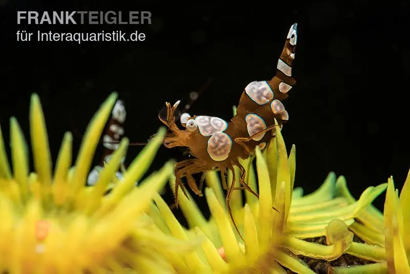 Hohlkreuzgarnele, Thor amboinensis