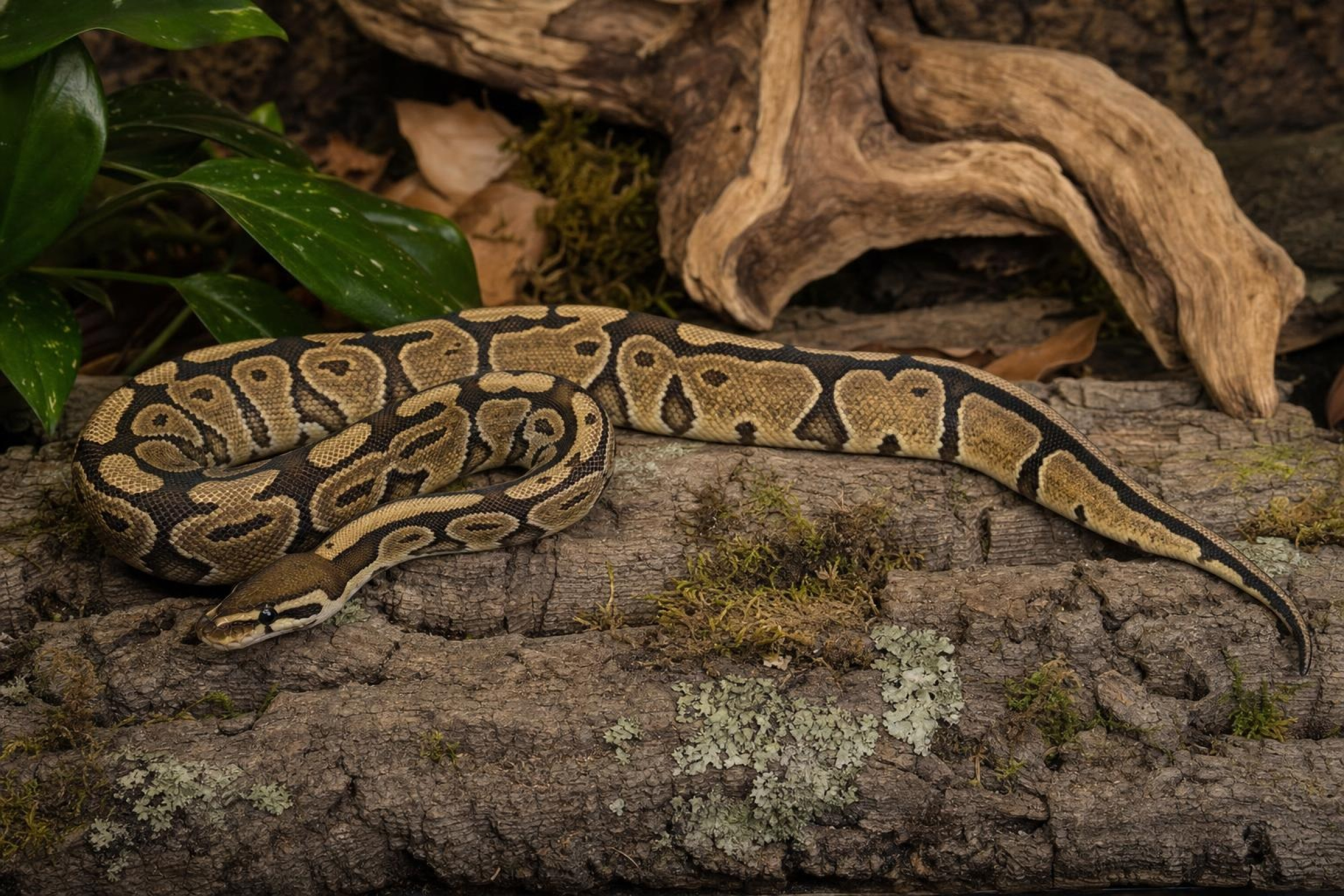Königspython „Enchi Gravel“, Python regius