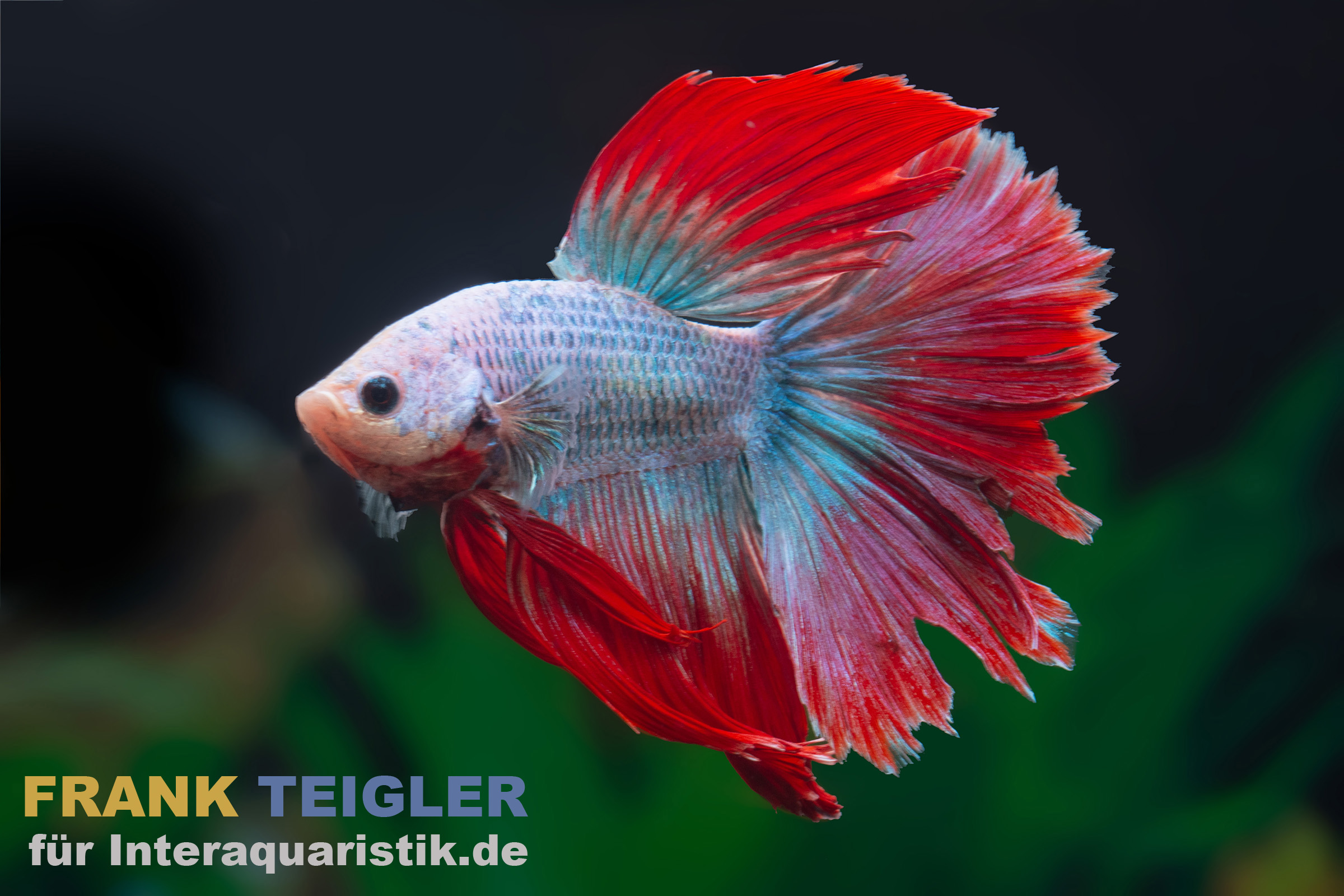 Halfmoon Kampffisch Mask Green, Männchen (Betta splendens) im Aquarium, intensive Grün- und Rottöne, weit geöffnete Halfmoon-Flossen, ausdrucksstarke Farbwirkung