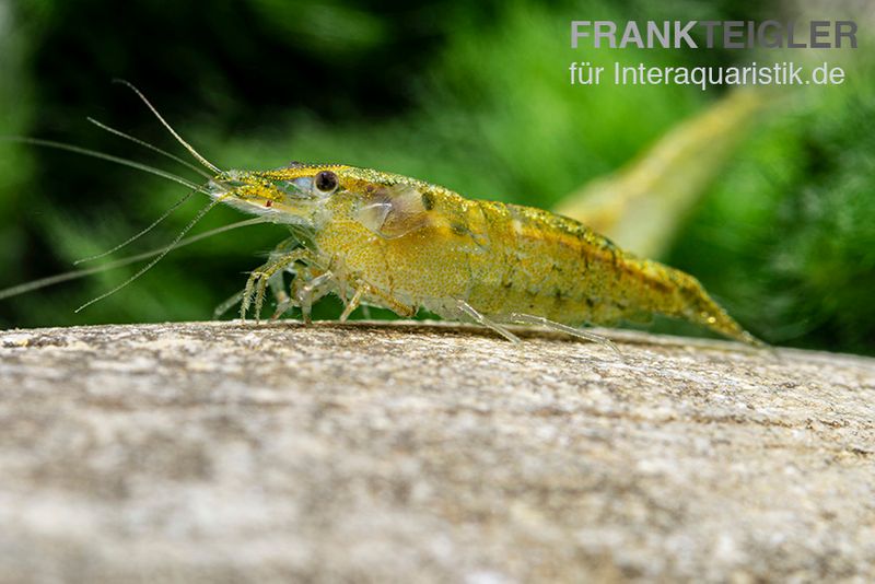 Green Fire Shrimp, Neocaridina davidi "Green Fire"