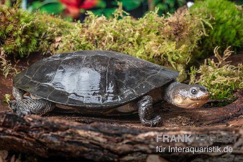 Buckelschildkröte, Phrynops gibbus