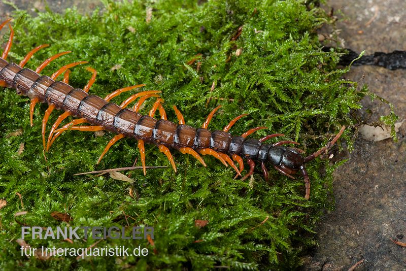 Schwarzkopf-Fähnchenskolopendra, Alipes multicostis