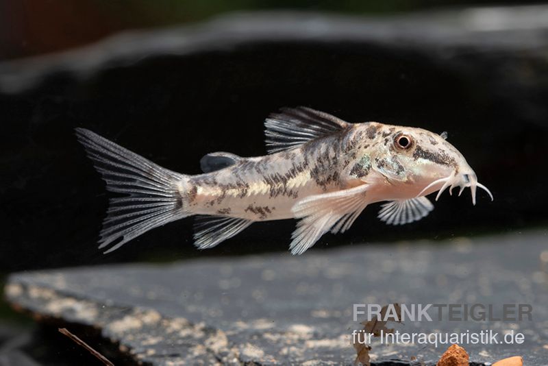 Schabracken-Panzerwels, Scleromystax barbatus