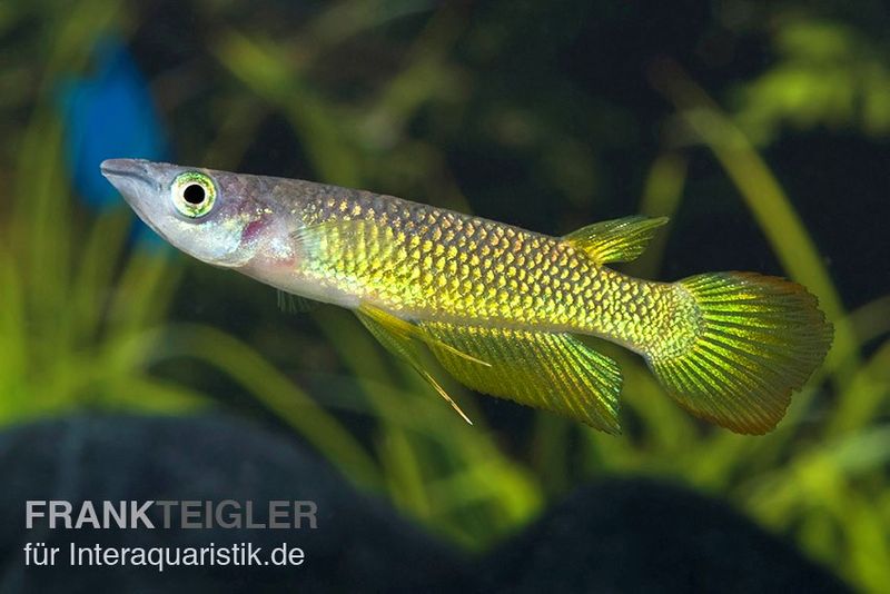 Goldener Streifenhechtling, Aplocheilus lineatus gold