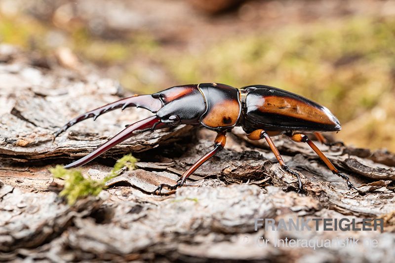 Savagei-Geweihkäfer, Prosopocoilus savagei, paarweise