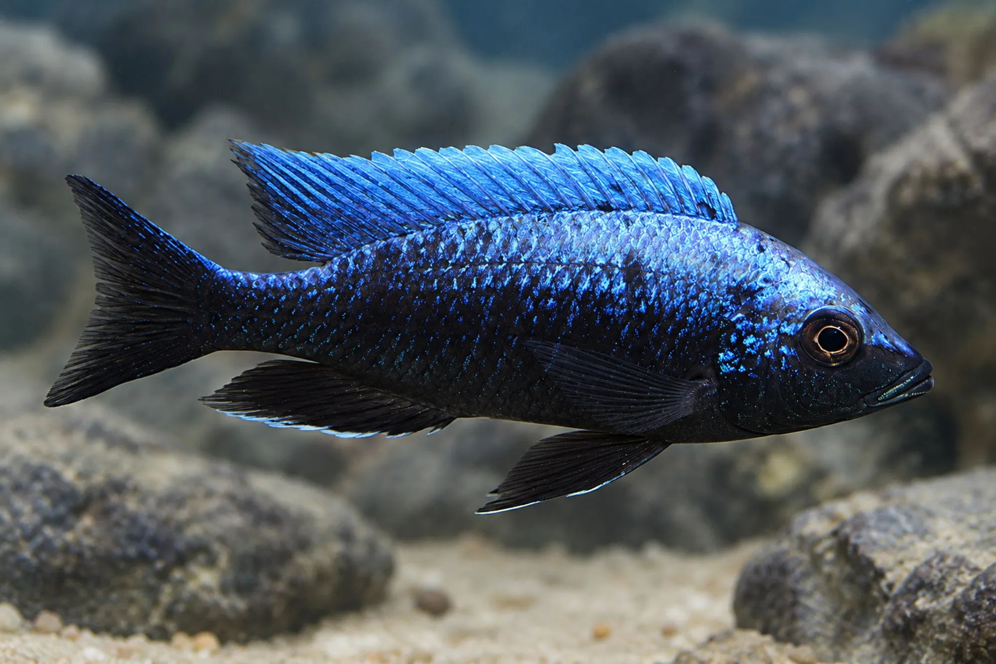 Trewavas-Utaka „Lupingu“, Copadichromis trewavasae