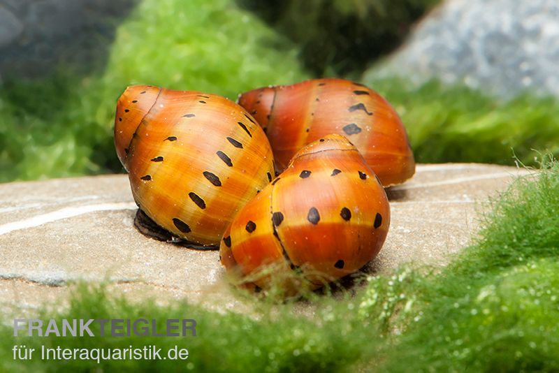 Punktnapfschnecke, Neritina semiconica