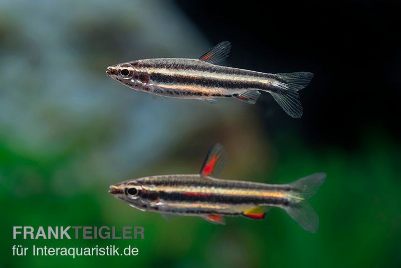 Zwergziersalmler, Nannostomus marginatus