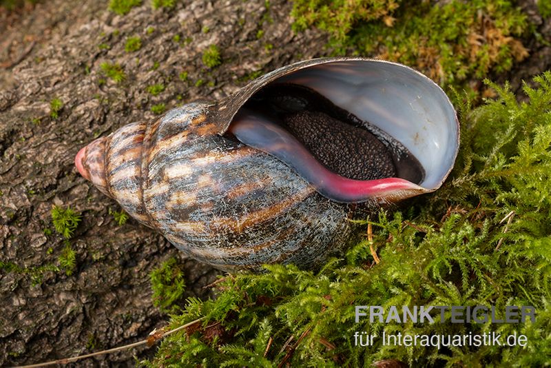 Samt-Achatschnecke, Archachatina marginata suturalis "Ikom"