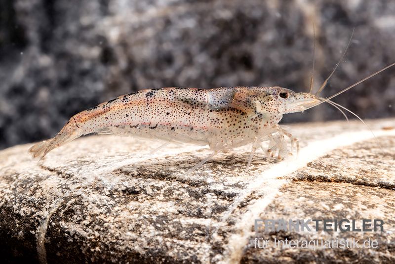 Australische Amanogarnele, Caridina typus (Rarität)