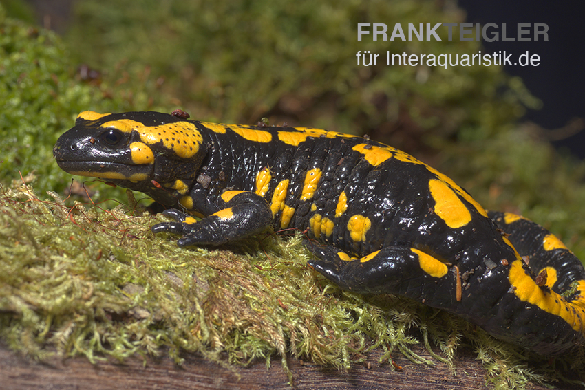 Feuersalamander, Salamandra salamandra