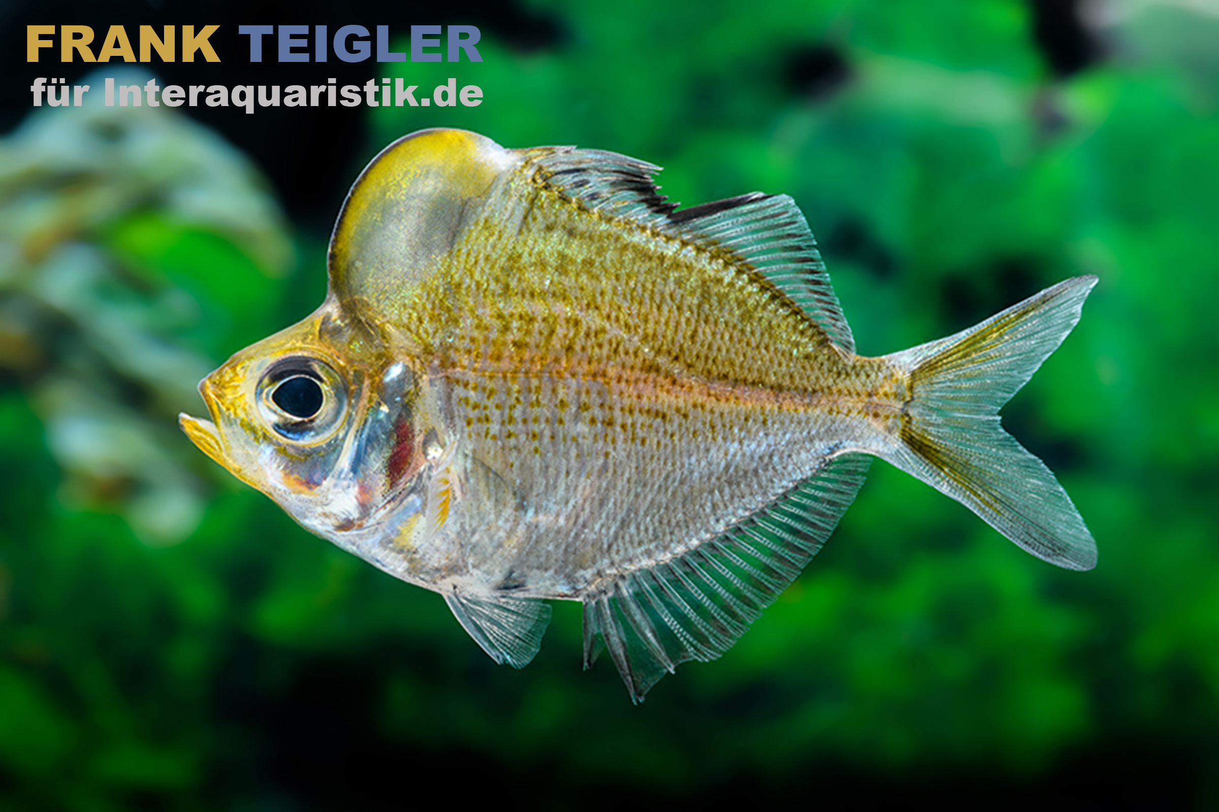 Buckelkopf-Glasbarsch, Parambassis pulcinella, 5-7 cm