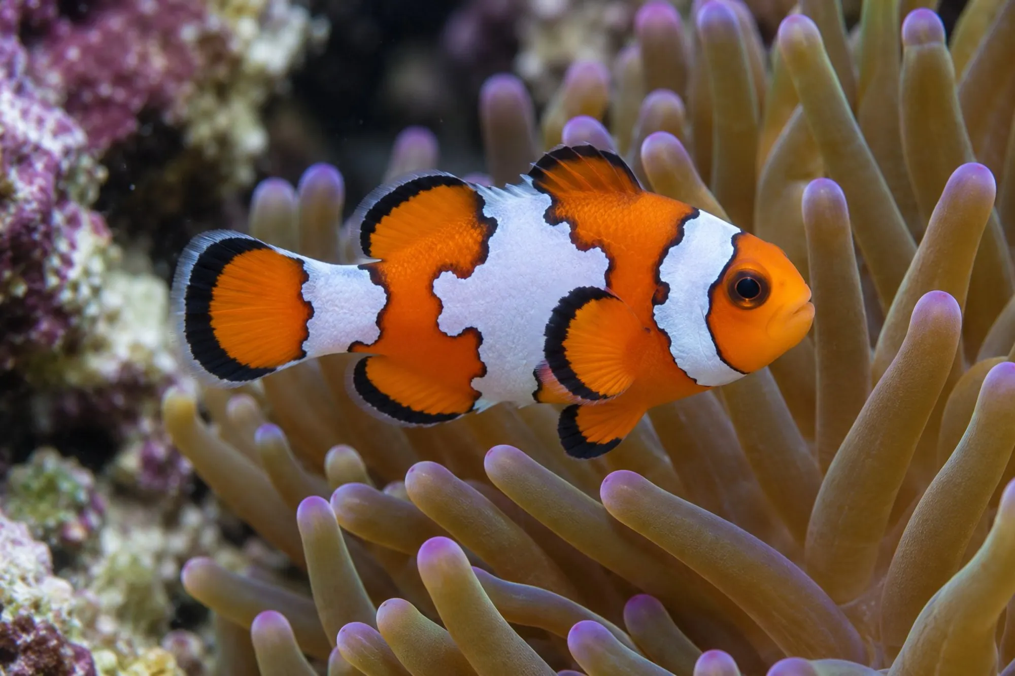 Ocellaris-Clownfisch „Snowflake“ Nachzucht, Amphiprion ocellaris
