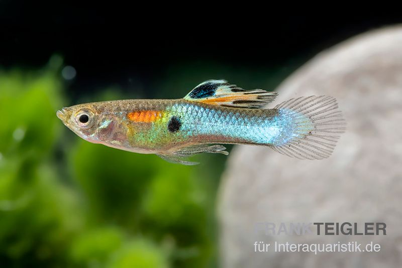 Neon Blue Endler Guppy, Poecilia wingei "Sky blue", Männchen